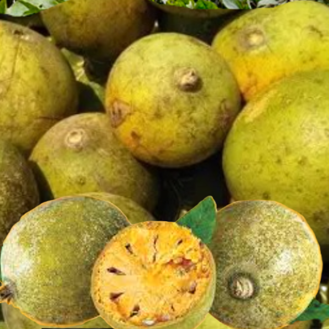 Beli- Aegle marmelos(Bulk order)