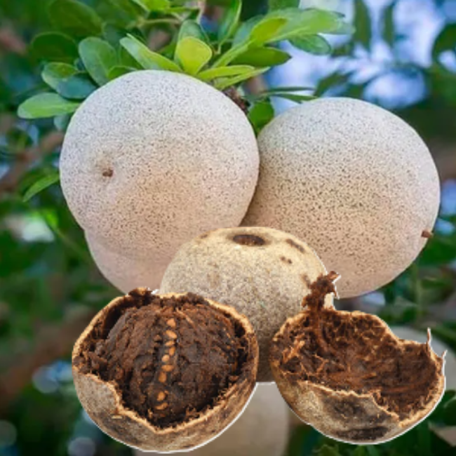 Wood Apple-Divul (Bulk order)